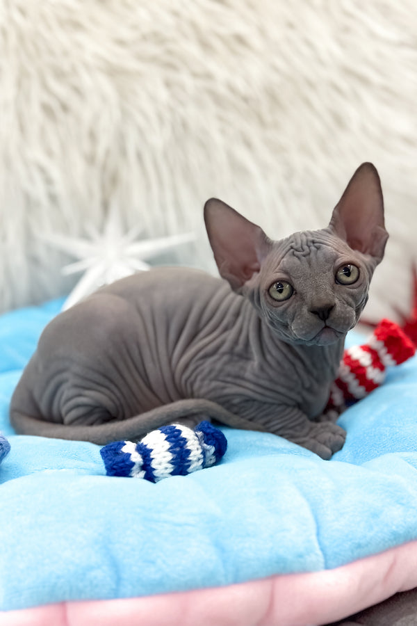 Quanta | Canadian Sphynx Kitten