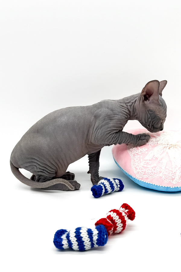 Quanta | Canadian Sphynx Kitten
