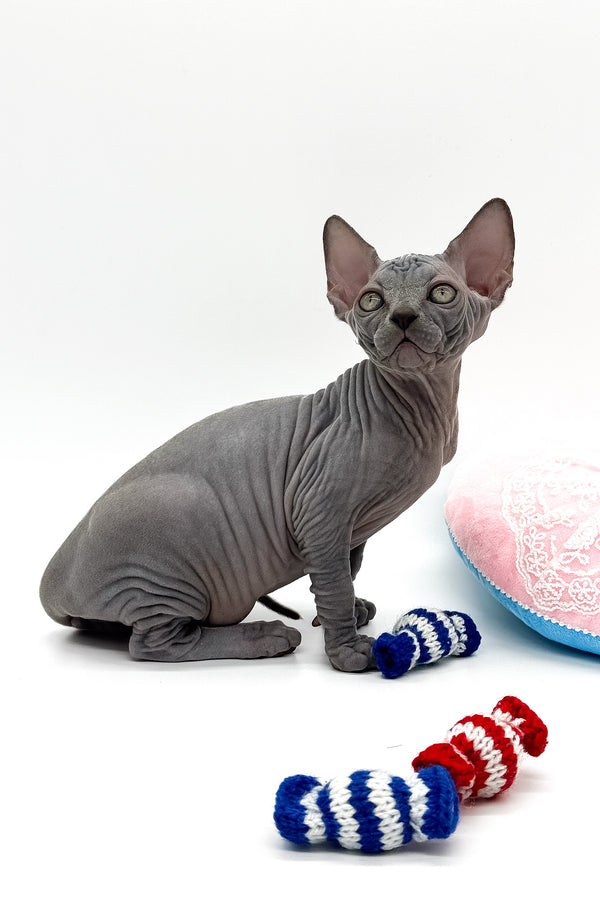 Quanta | Canadian Sphynx Kitten