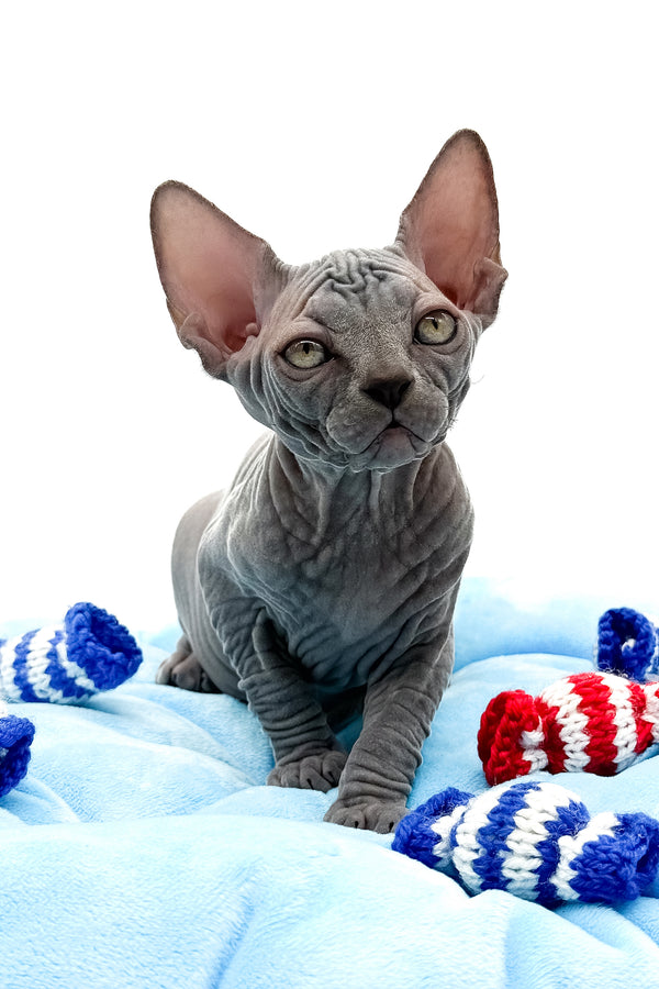 Quanta | Canadian Sphynx Kitten