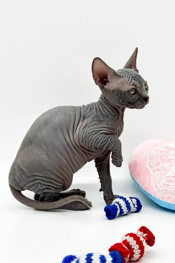 Quanta | Canadian Sphynx Kitten