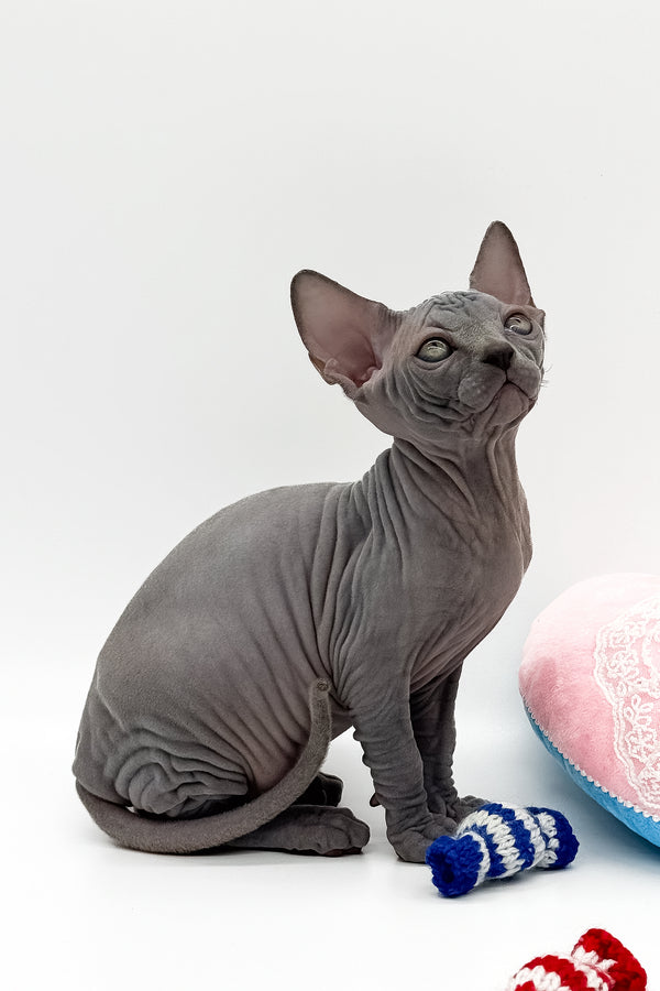 Quanta | Canadian Sphynx Kitten