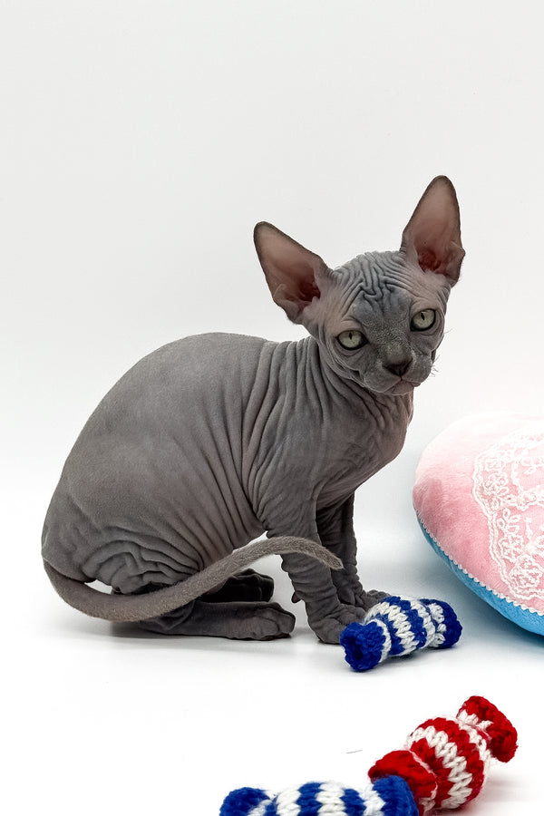 Quanta | Canadian Sphynx Kitten