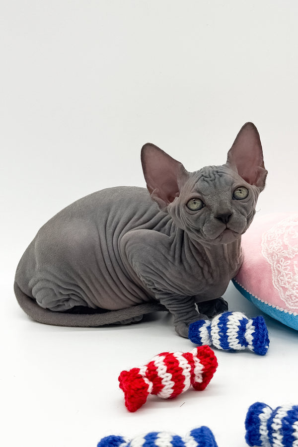 Quanta | Canadian Sphynx Kitten