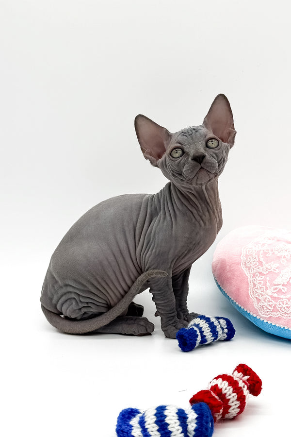Quanta | Canadian Sphynx Kitten