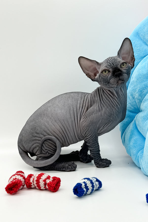 Quantum | Canadian Sphynx Kitten
