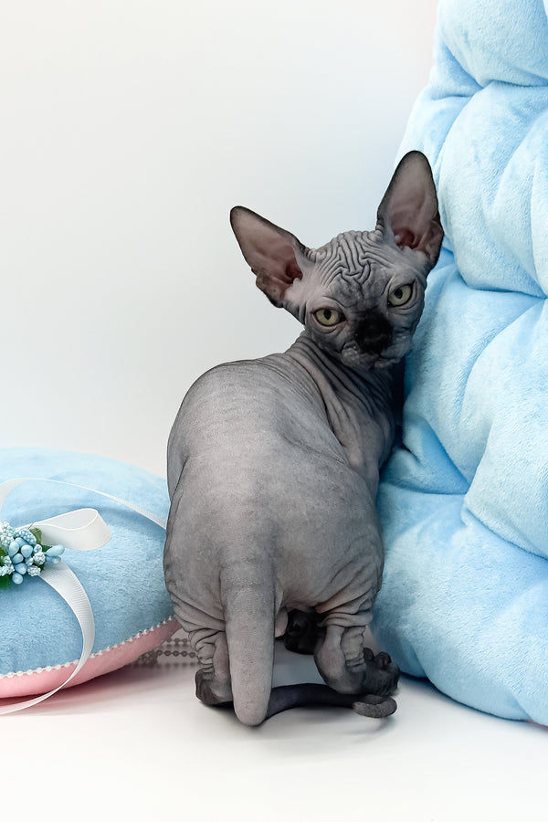 Quantum | Canadian Sphynx Kitten