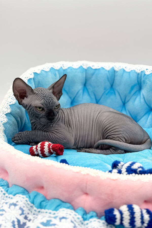 Quantum | Canadian Sphynx Kitten