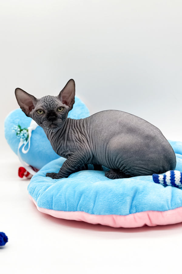 Quantum | Canadian Sphynx Kitten