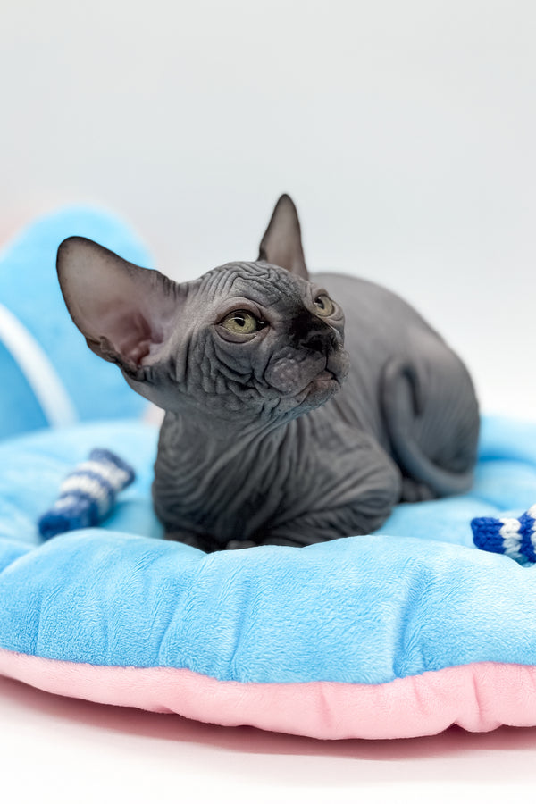 Quantum | Canadian Sphynx Kitten
