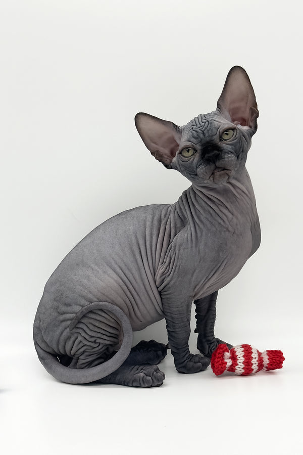 Quantum | Canadian Sphynx Kitten
