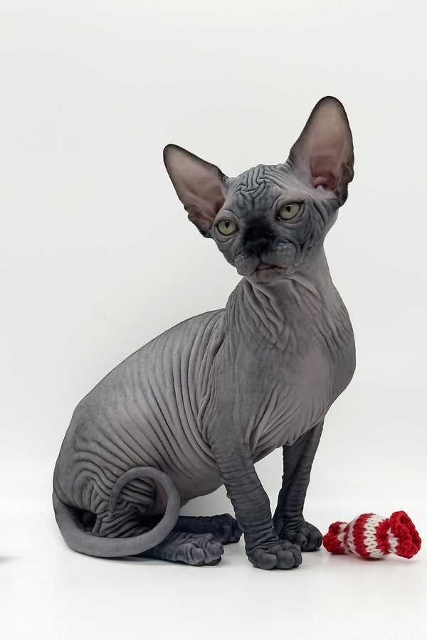 Quantum | Canadian Sphynx Kitten