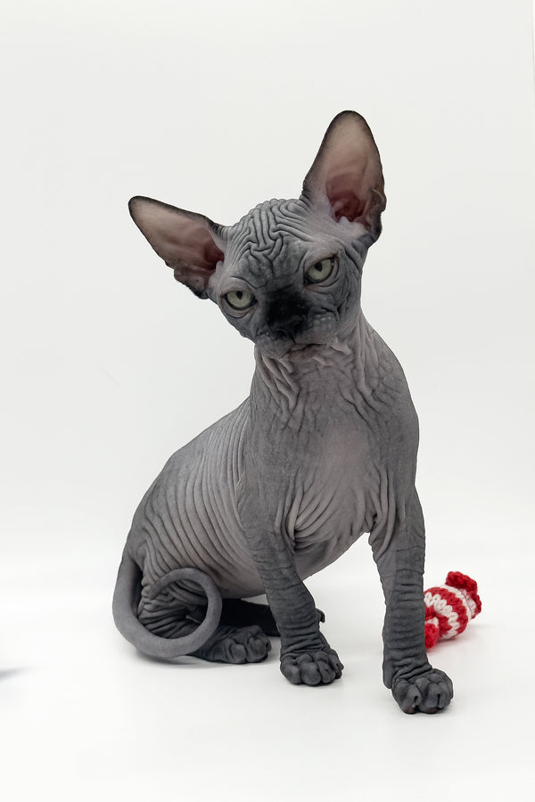 Quantum | Canadian Sphynx Kitten