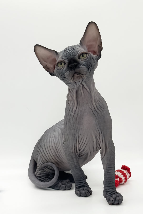 Quantum | Canadian Sphynx Kitten