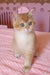 Quartz | British Shorthair Kitten