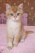 Quartz | British Shorthair Kitten