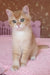 Quartz | British Shorthair Kitten