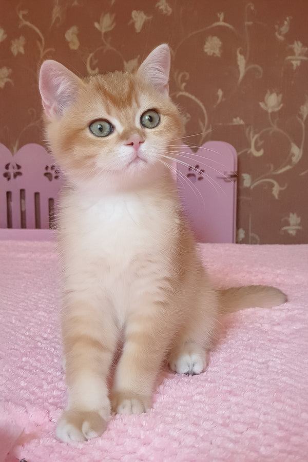 Quartz | British Shorthair Kitten