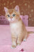 Quartz | British Shorthair Kitten