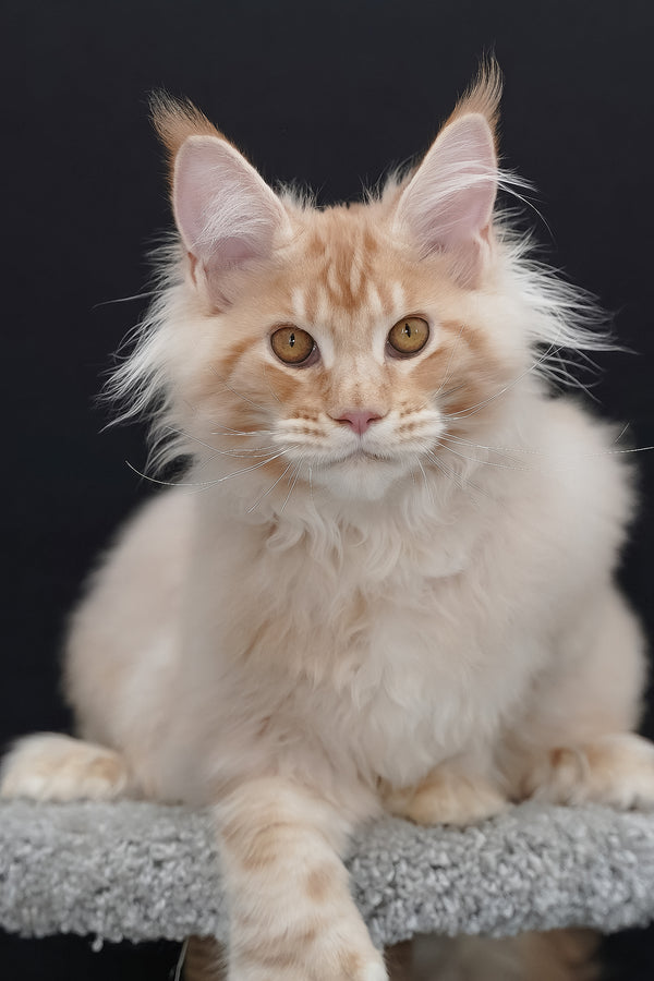 Quasar | Polydactyl Maine Coon Kitten