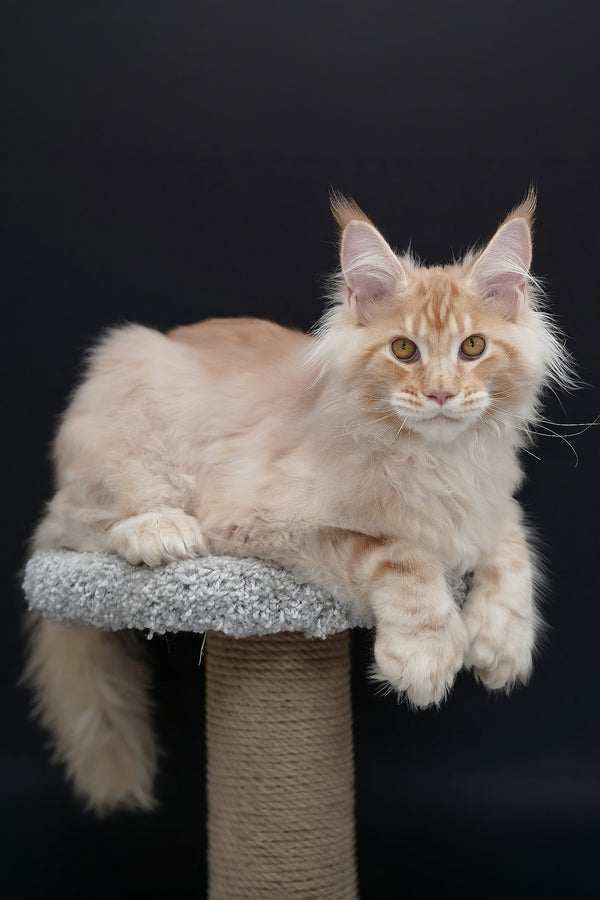 Quasar | Polydactyl Maine Coon Kitten