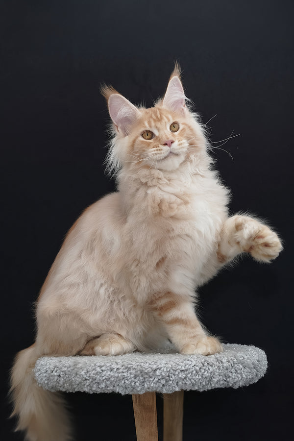 Quasar | Polydactyl Maine Coon Kitten