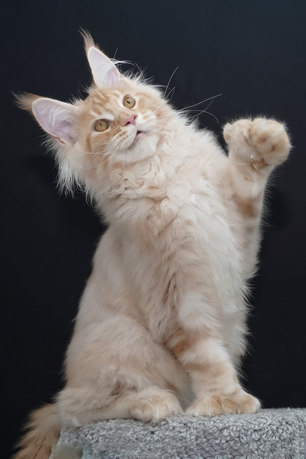 Quasar | Polydactyl Maine Coon Kitten