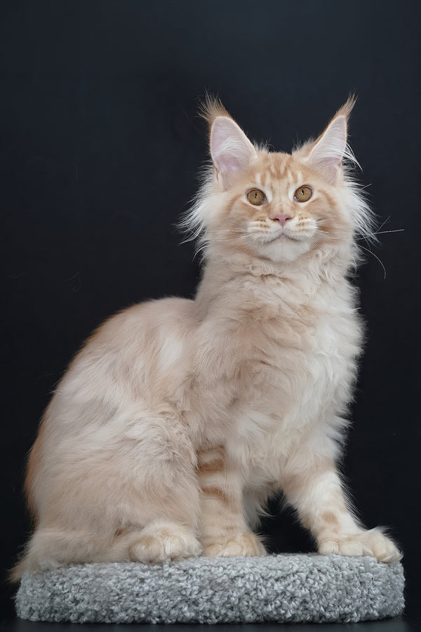 Quasar | Polydactyl Maine Coon Kitten