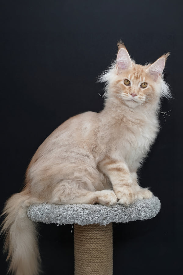 Quasar | Polydactyl Maine Coon Kitten