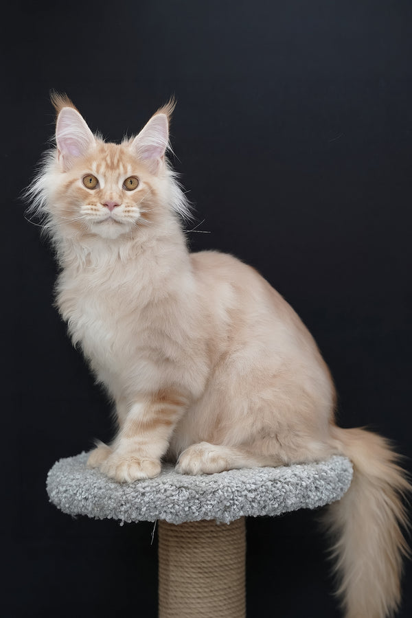 Quasar | Polydactyl Maine Coon Kitten
