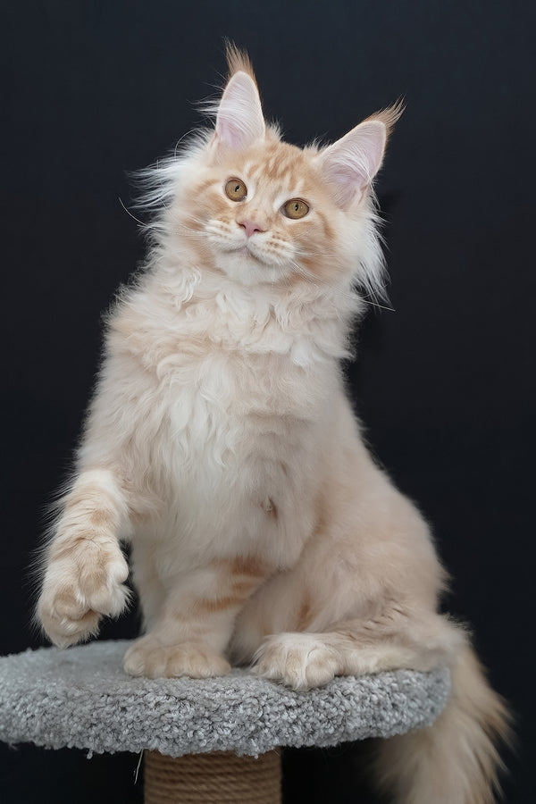 Quasar | Polydactyl Maine Coon Kitten