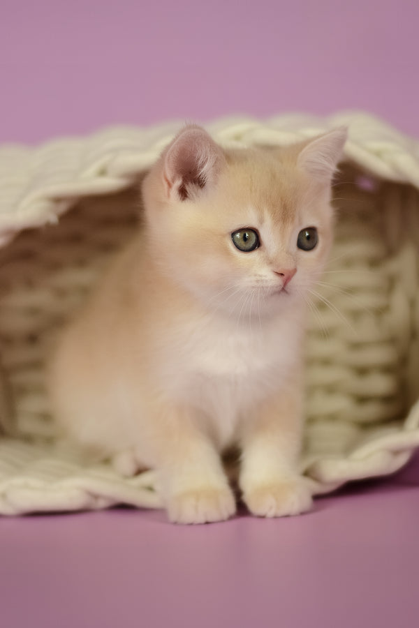 Quasar | British Shorthair Kitten