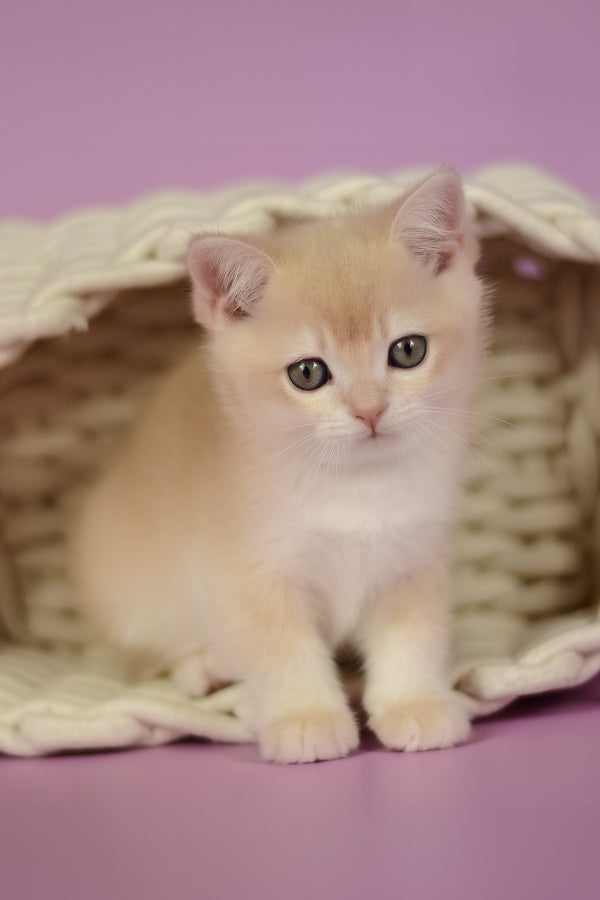 Quasar | British Shorthair Kitten