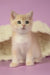 Quasar | British Shorthair Kitten