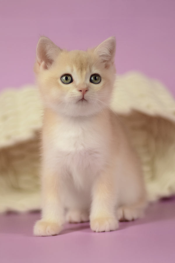 Quasar | British Shorthair Kitten