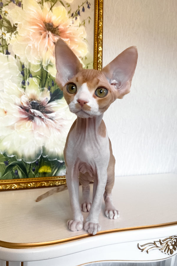 Quasar | Devon Rex Kitten