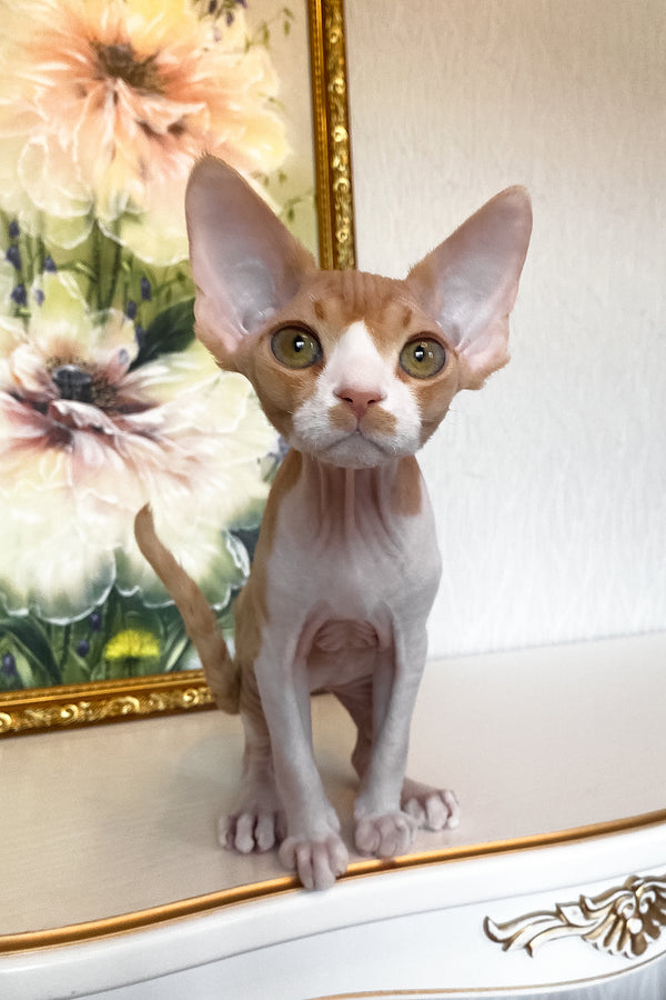 Quasar | Devon Rex Kitten