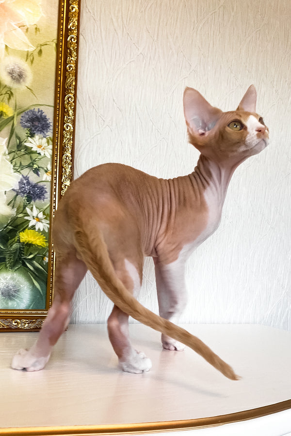 Quasar | Devon Rex Kitten