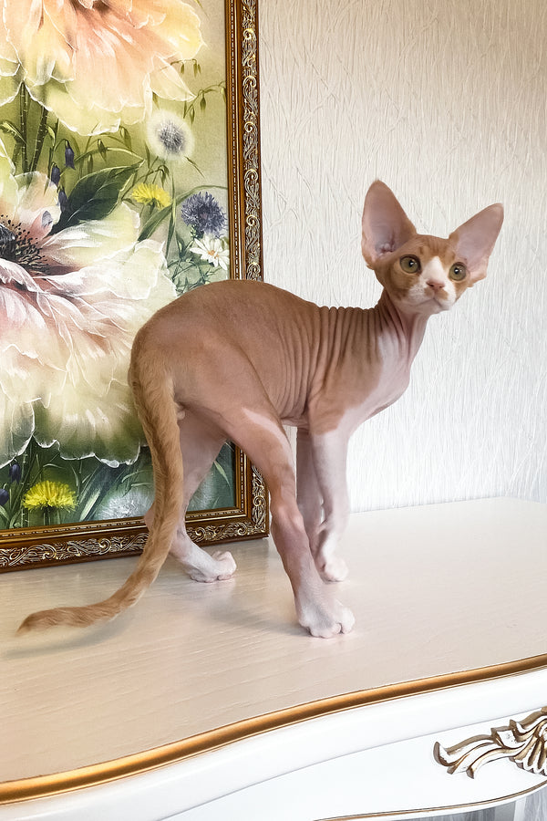Quasar | Devon Rex Kitten