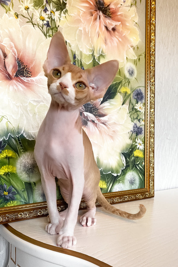 Quasar | Devon Rex Kitten