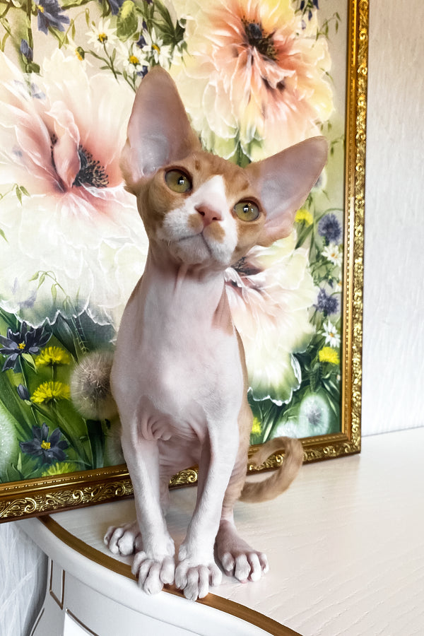 Quasar | Devon Rex Kitten