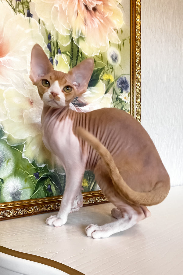 Quasar | Devon Rex Kitten