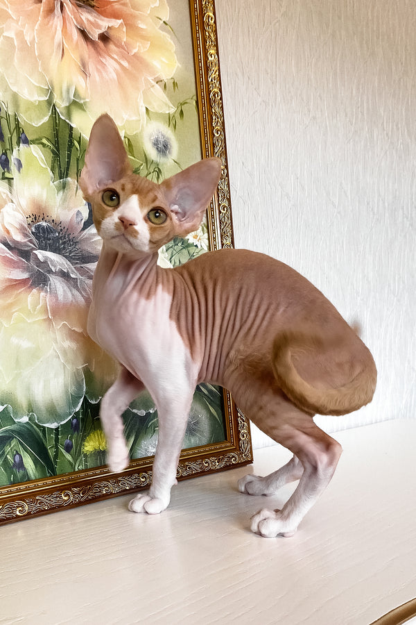 Quasar | Devon Rex Kitten
