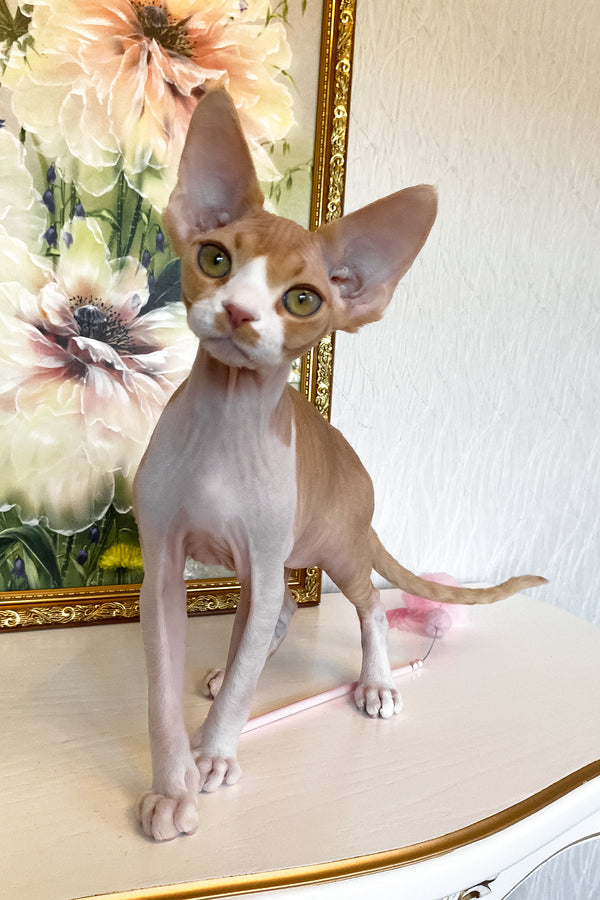 Quasar | Devon Rex Kitten