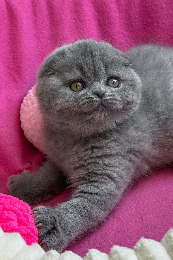 Queen | Scottish Fold Kitten