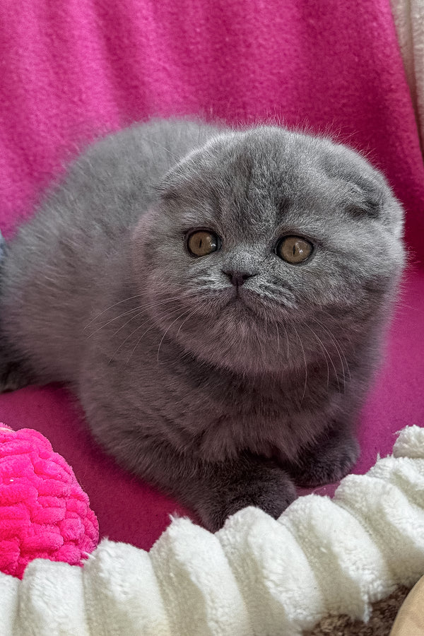 Queen | Scottish Fold Kitten