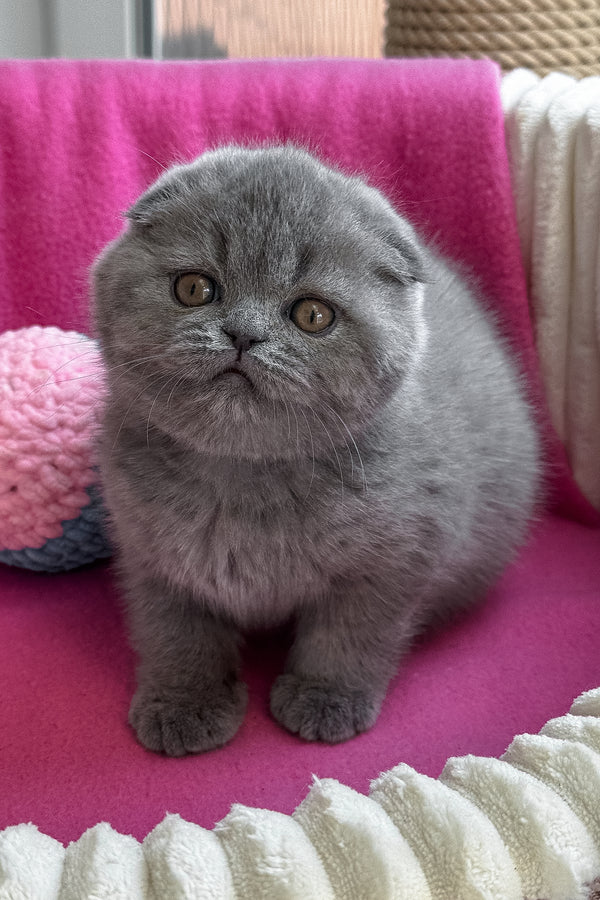 Queen | Scottish Fold Kitten