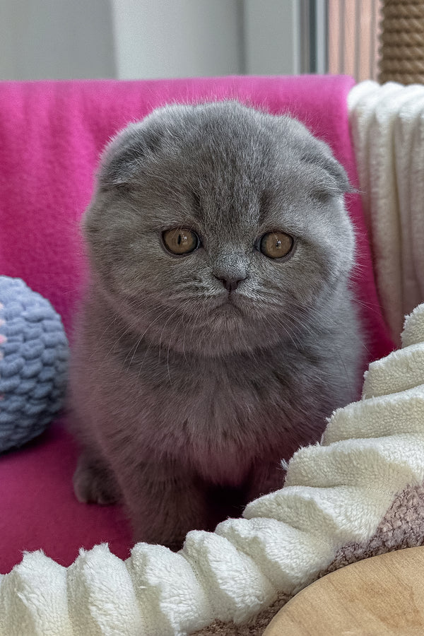 Queen | Scottish Fold Kitten