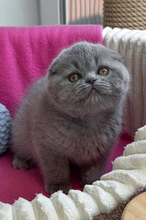 Queen | Scottish Fold Kitten