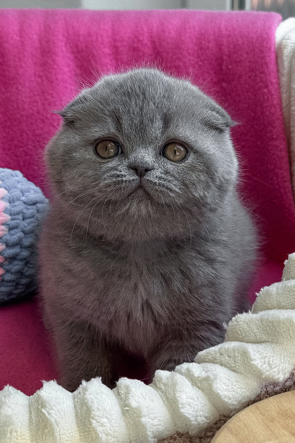 Queen | Scottish Fold Kitten